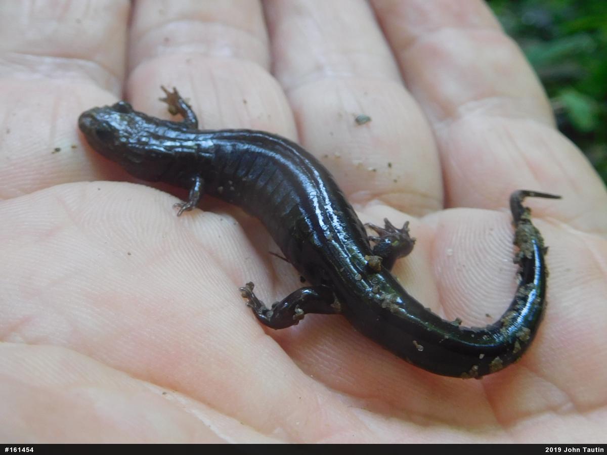 Allegheny Mountain Dusky Salamander