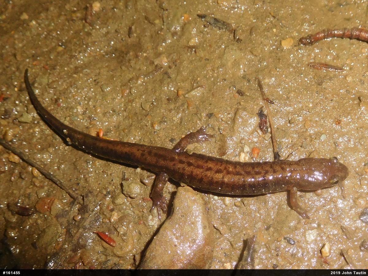 Allegheny Mountain Dusky Salamander