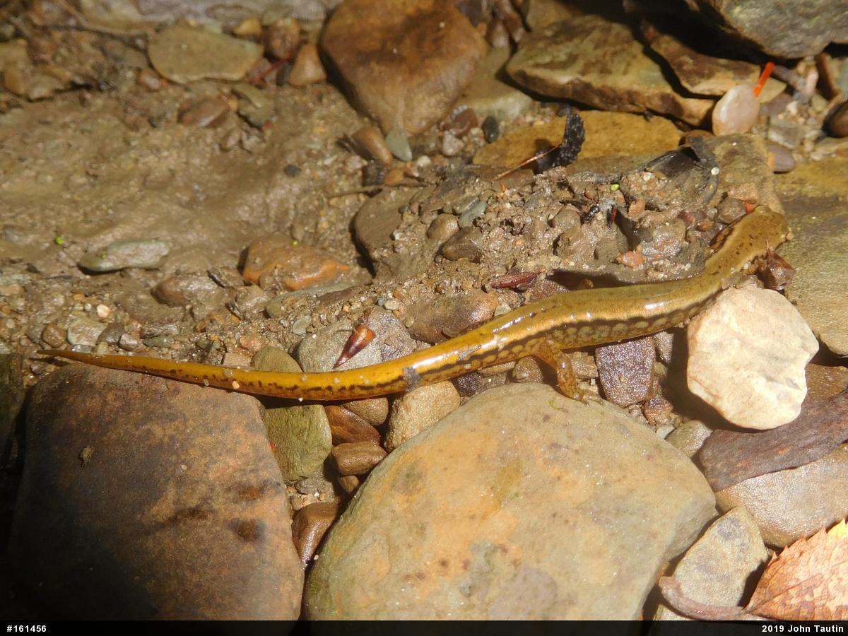 Northern Two-lined Salamander