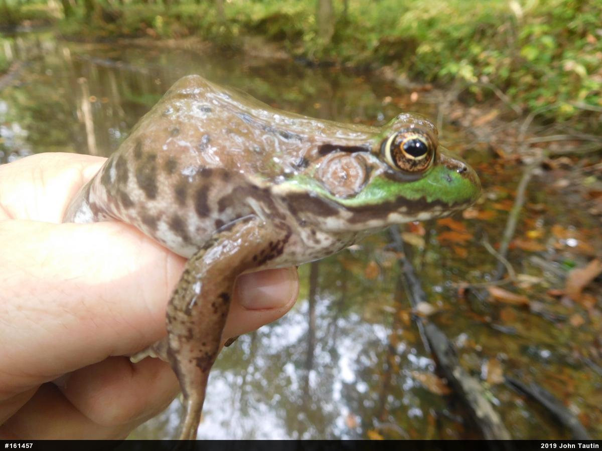 Green Frog