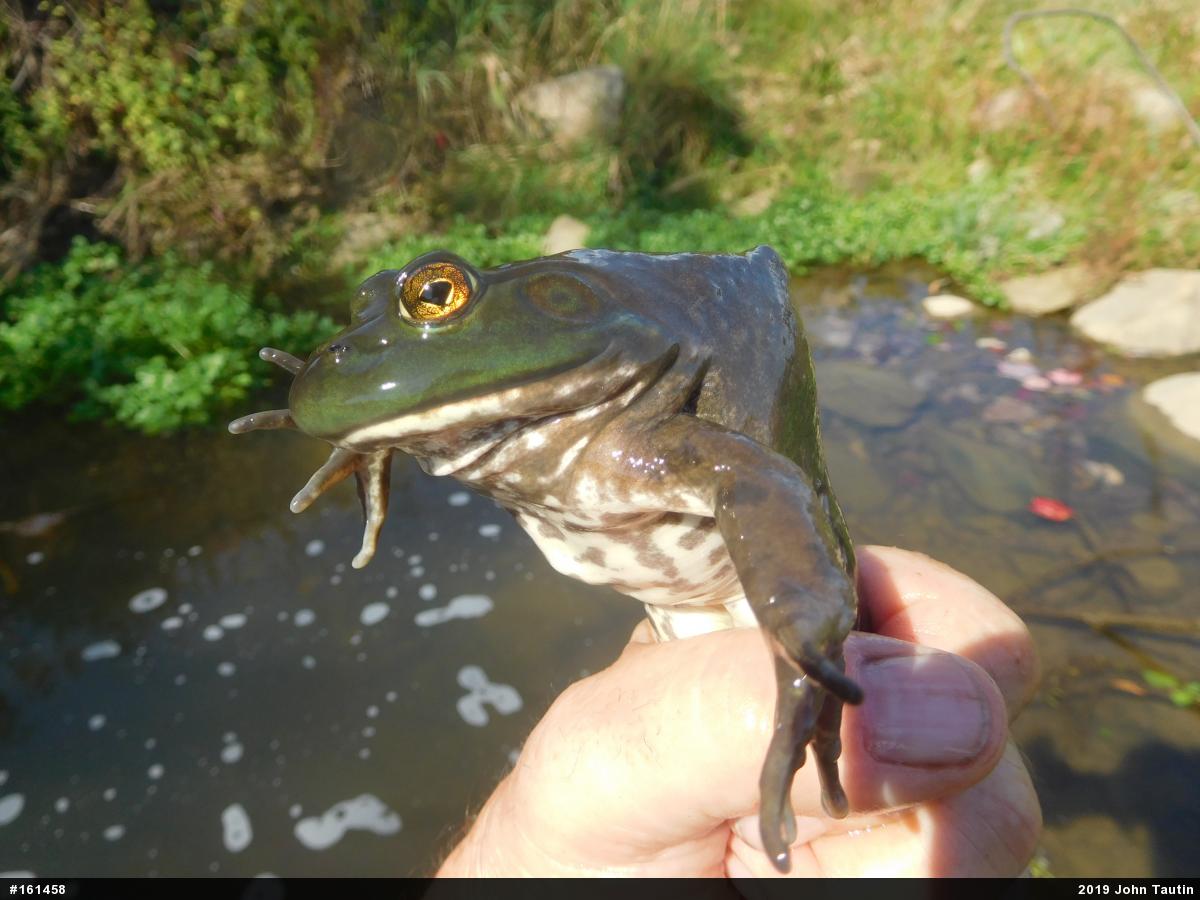 American Bullfrog