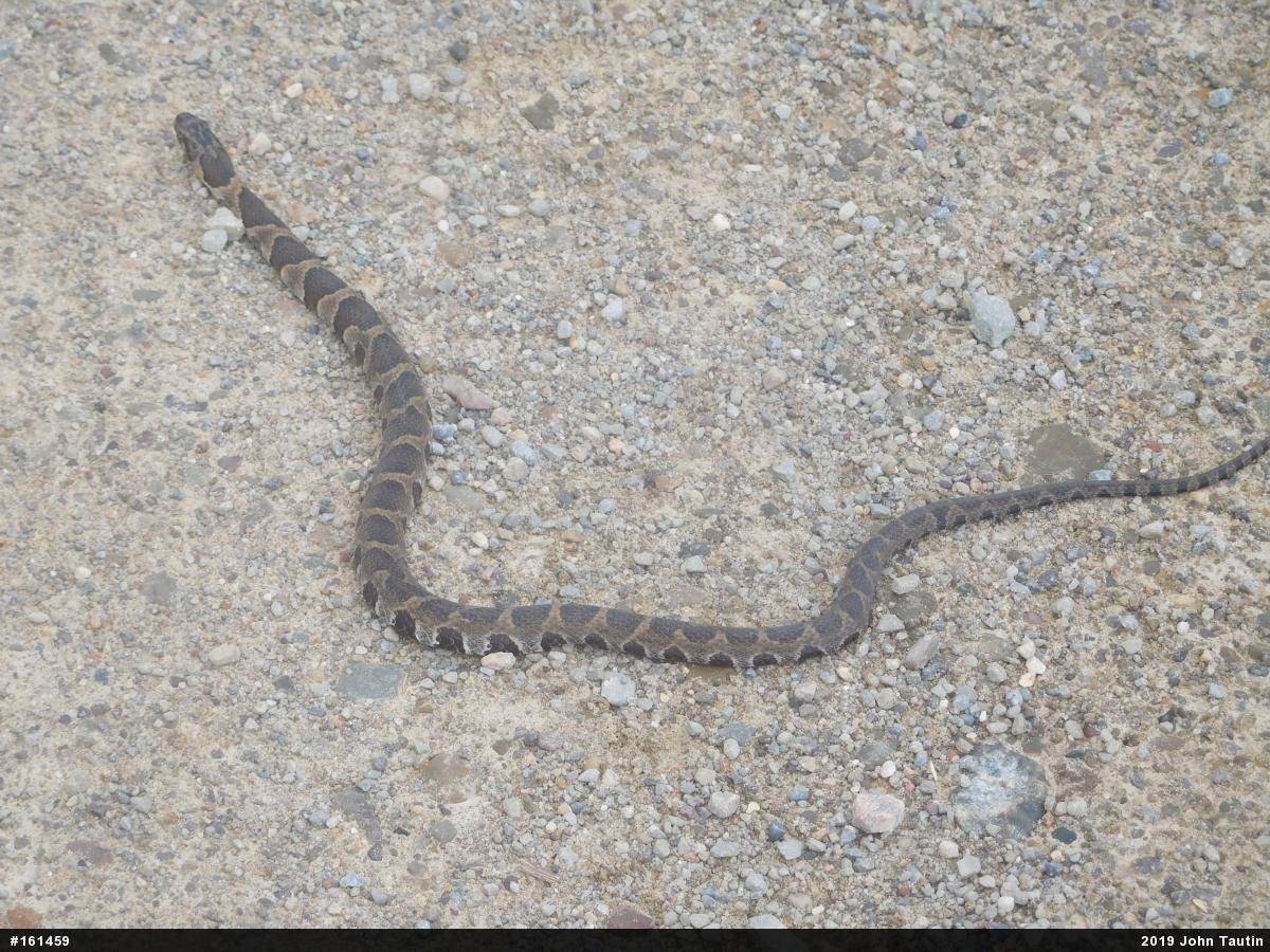 Northern Watersnake