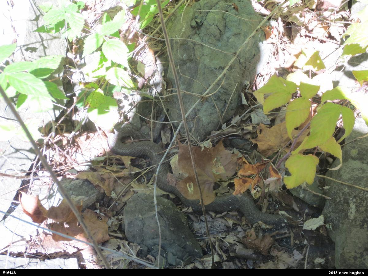 Northern Watersnake