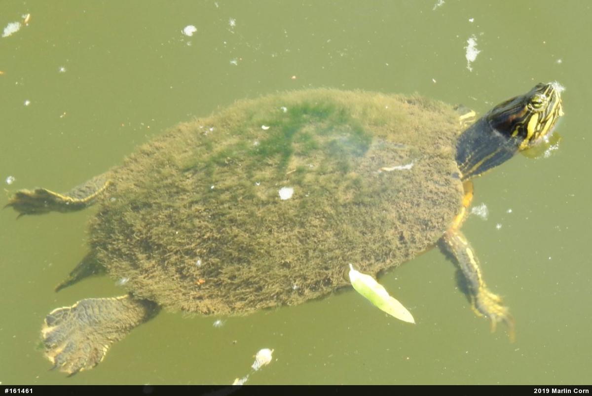 Red-eared Slider