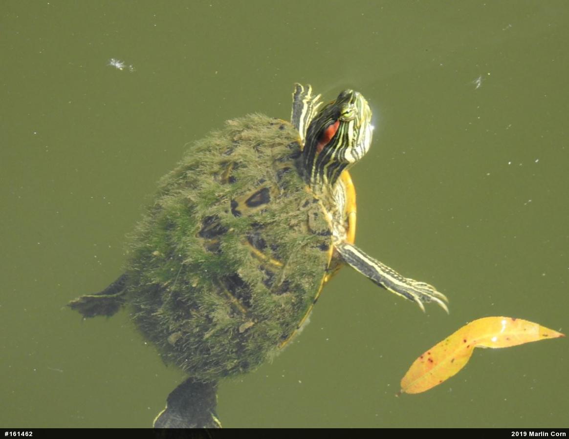Red-eared Slider