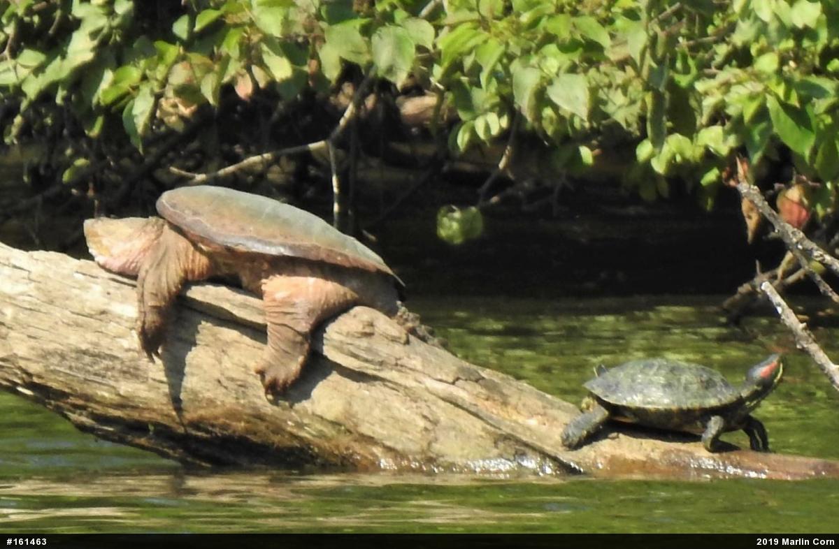 Red-eared Slider