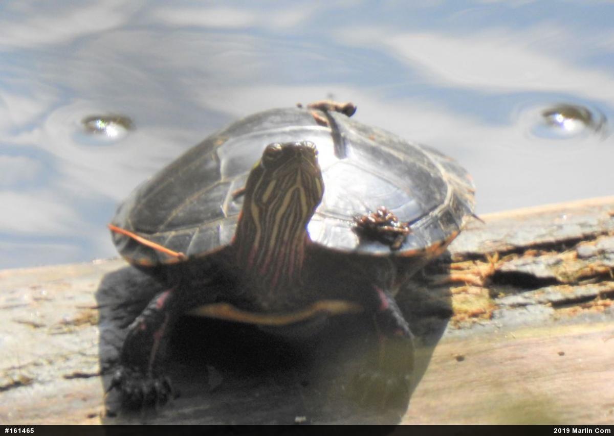 Painted Turtle