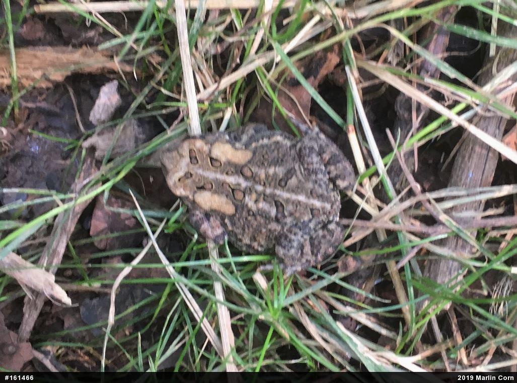 Eastern American Toad