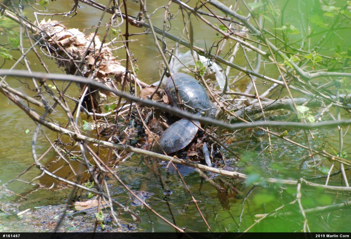 Painted Turtle