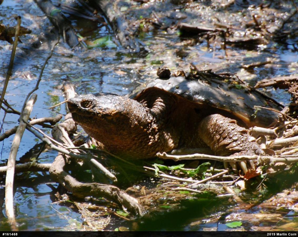 Snapping Turtle