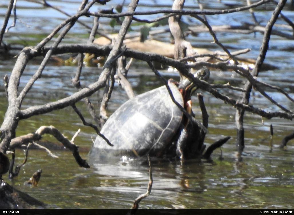 Painted Turtle