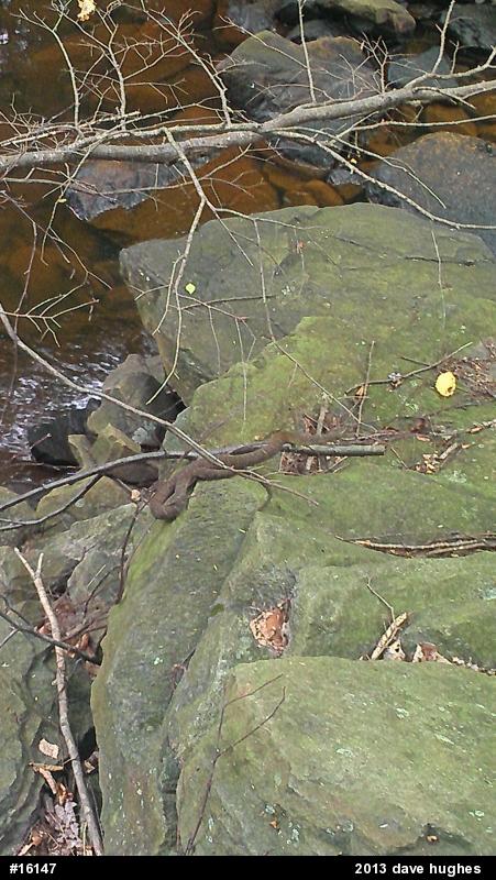 Northern Watersnake