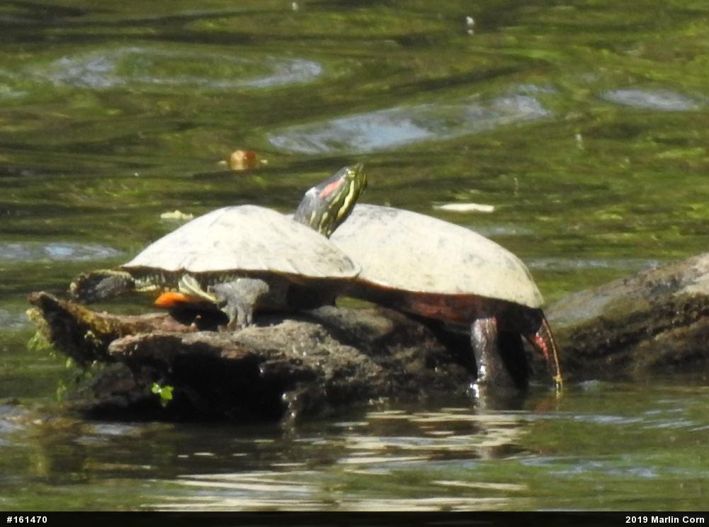 Red-eared Slider