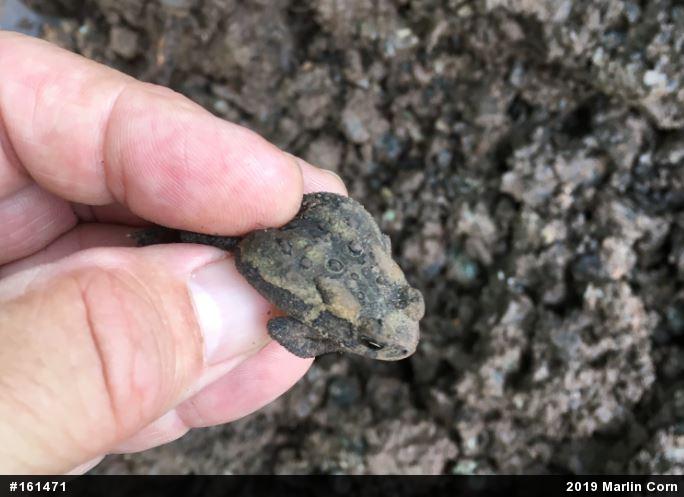 Eastern American Toad