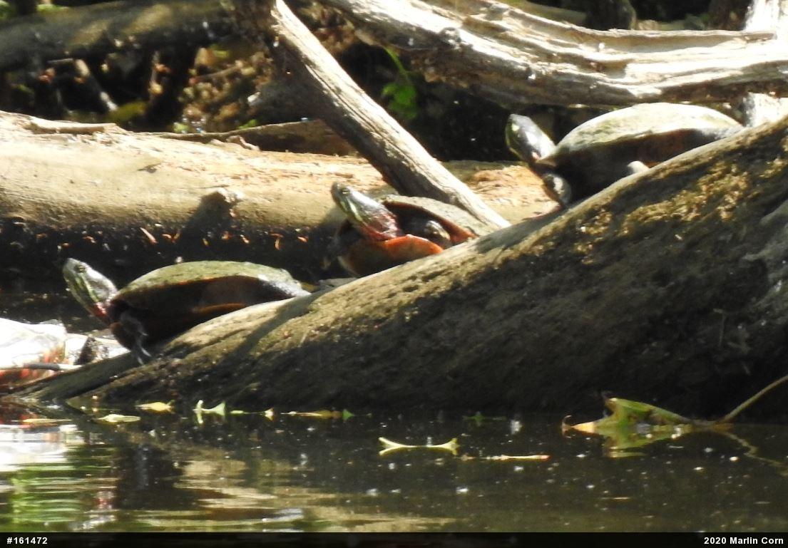 Painted Turtle