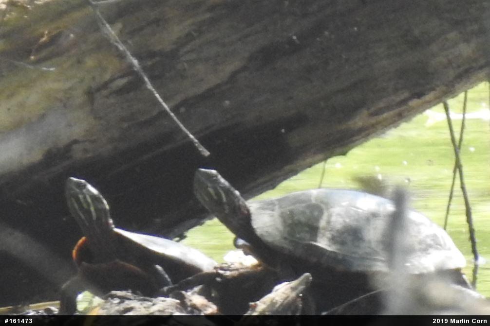 Painted Turtle