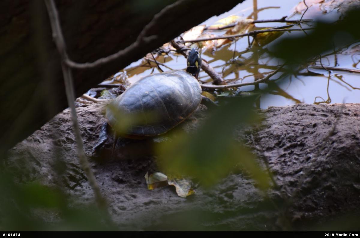Eastern Painted Turtle