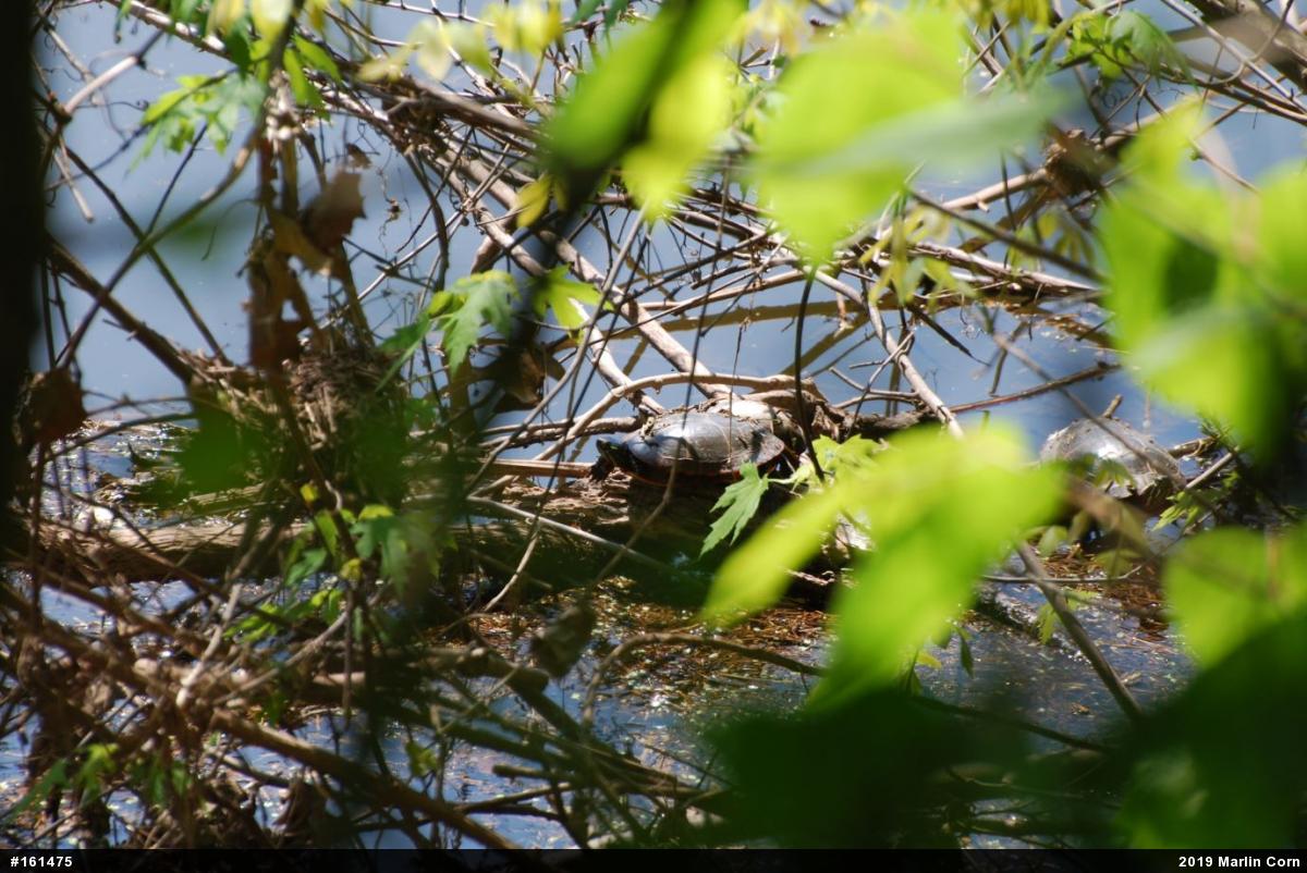 Painted Turtle