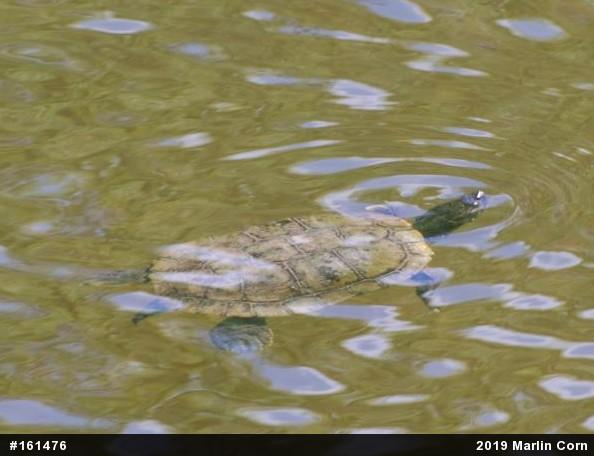 Pond Slider