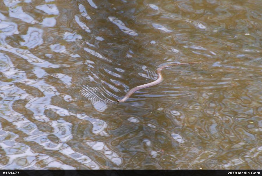 Northern Watersnake