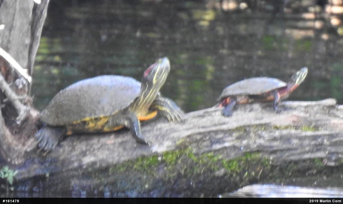 Red-eared Slider