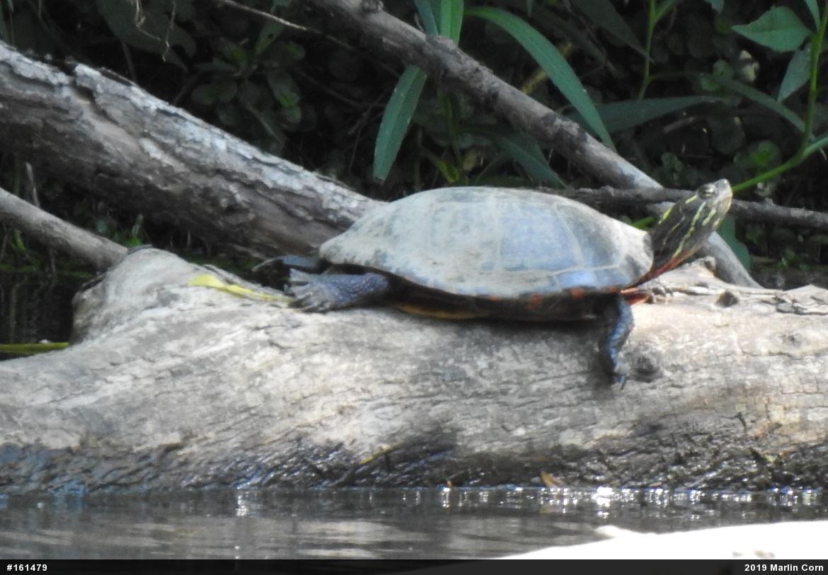 Painted Turtle