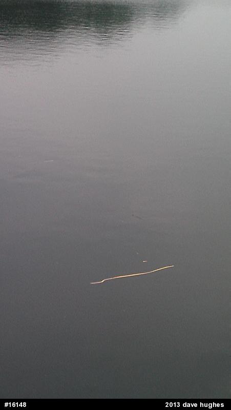 Northern Watersnake