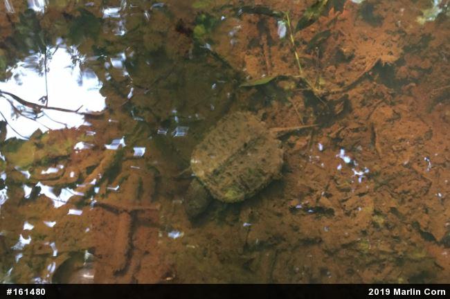 Snapping Turtle