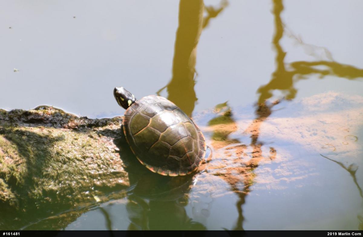 Painted Turtle