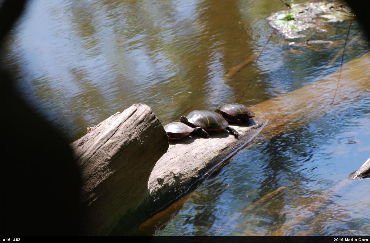 Painted Turtle