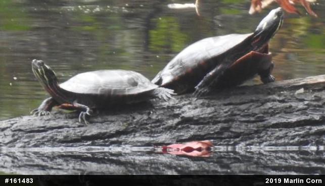 Painted Turtle