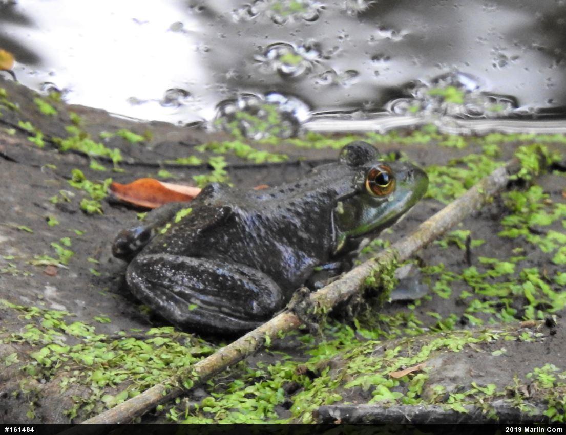 American Bullfrog