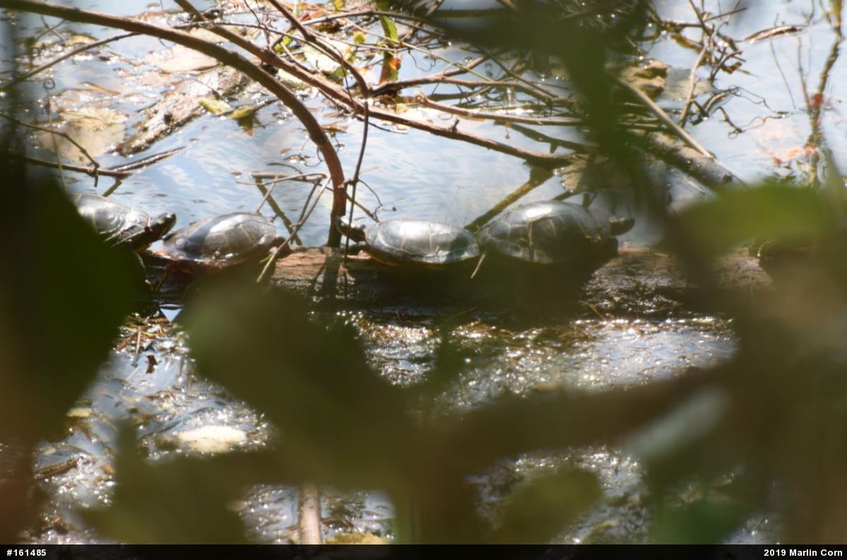 Painted Turtle
