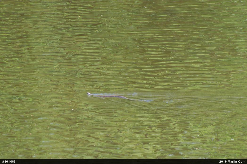 Northern Watersnake