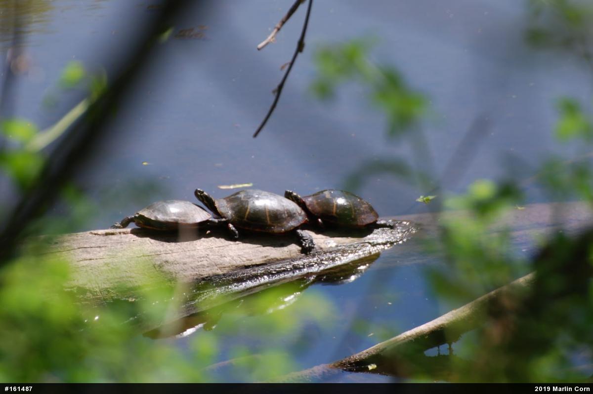 Painted Turtle