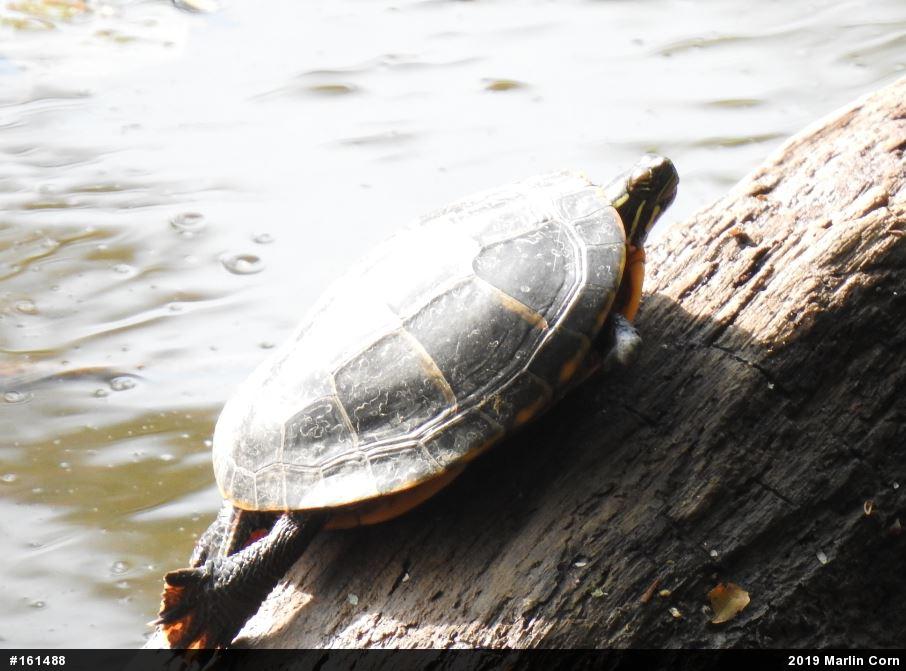 Painted Turtle