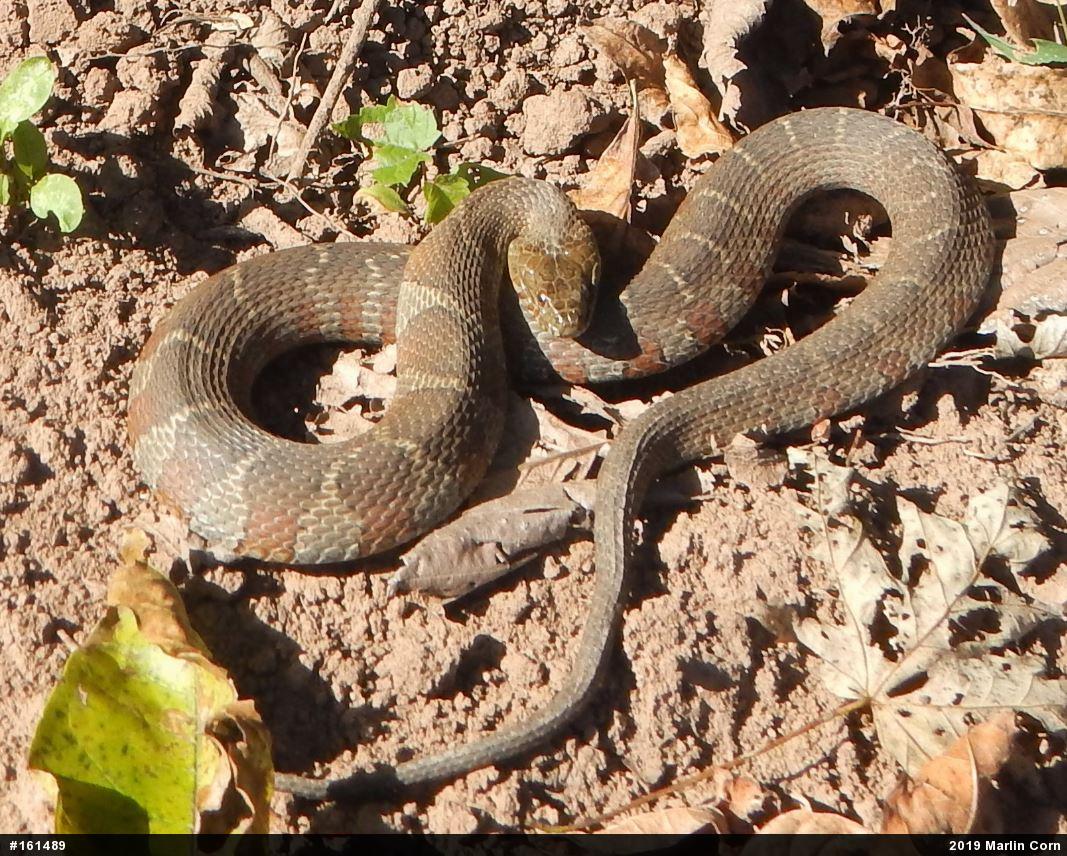 Northern Watersnake