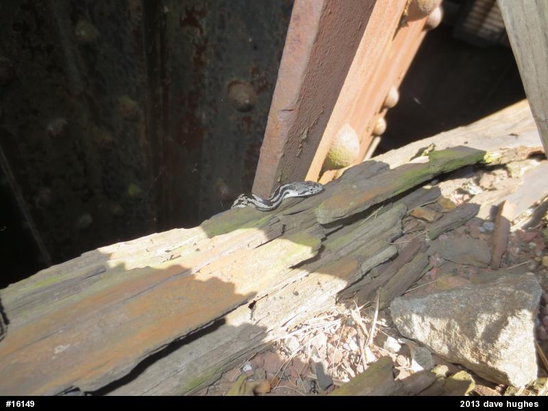 Eastern Ratsnake