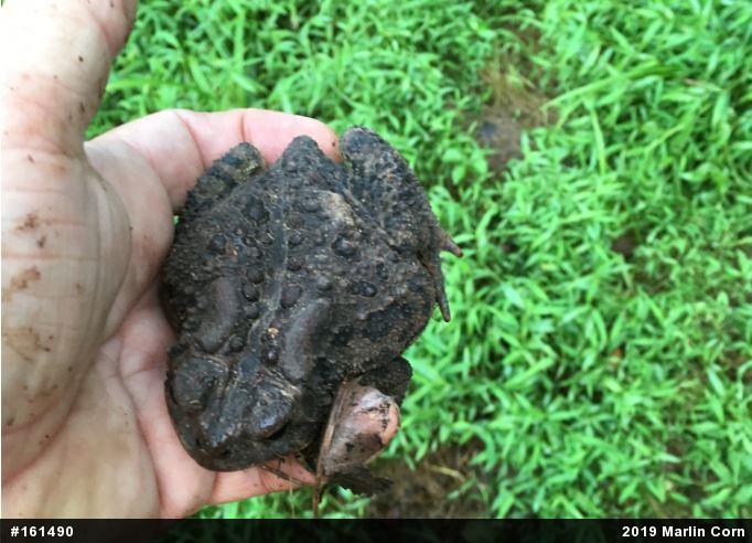Eastern American Toad