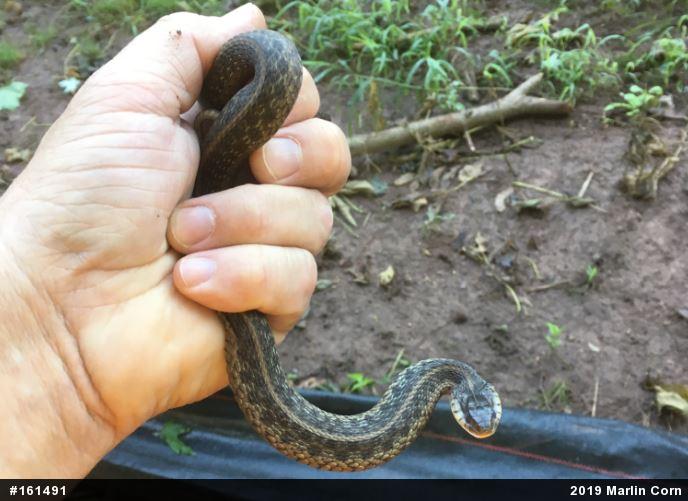 Eastern Gartersnake