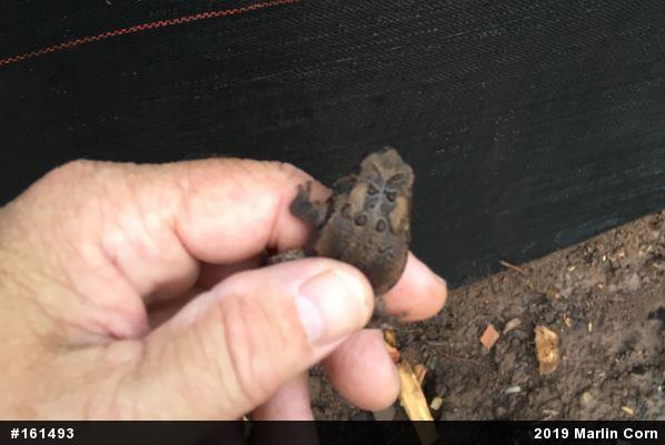 Eastern American Toad