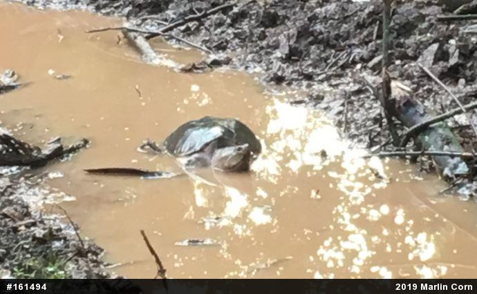 Snapping Turtle