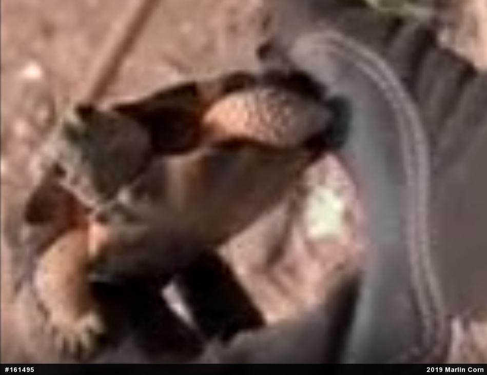 Wood Turtle