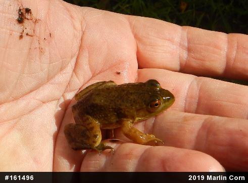 American Bullfrog