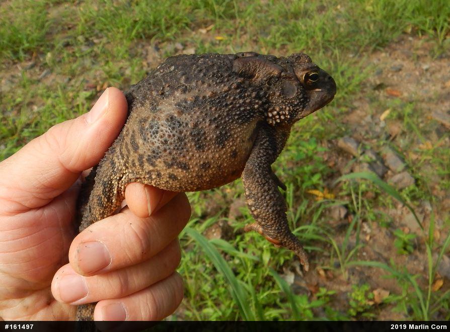 Eastern American Toad