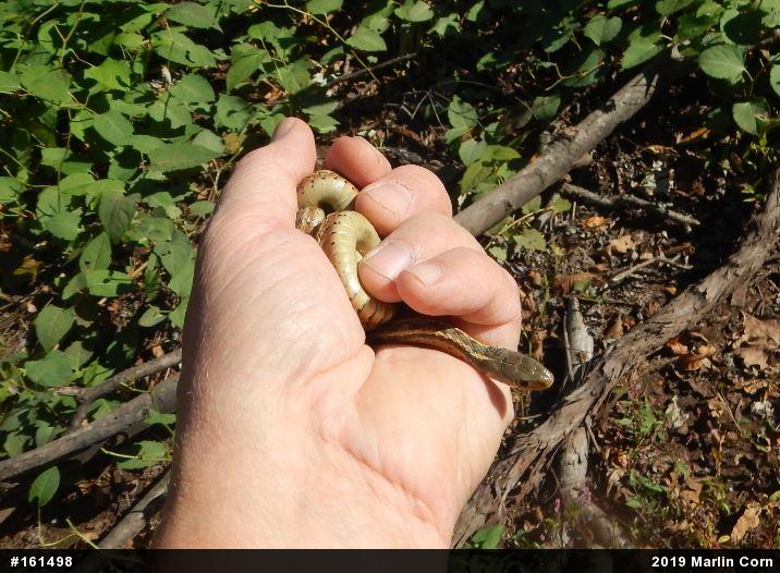Eastern Gartersnake