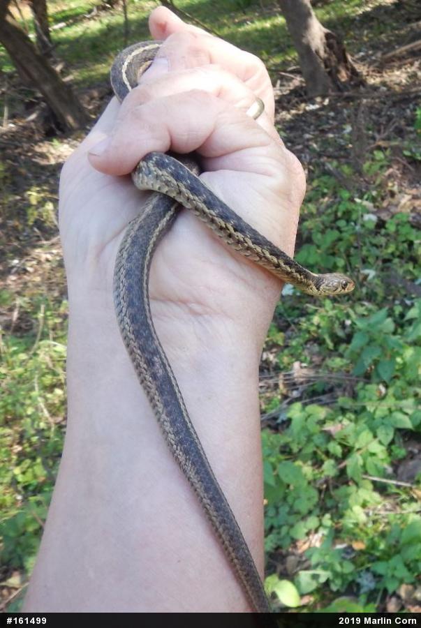 Eastern Gartersnake