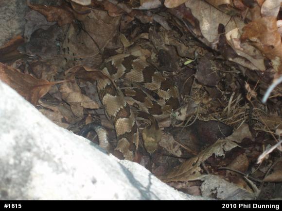 Timber Rattlesnake