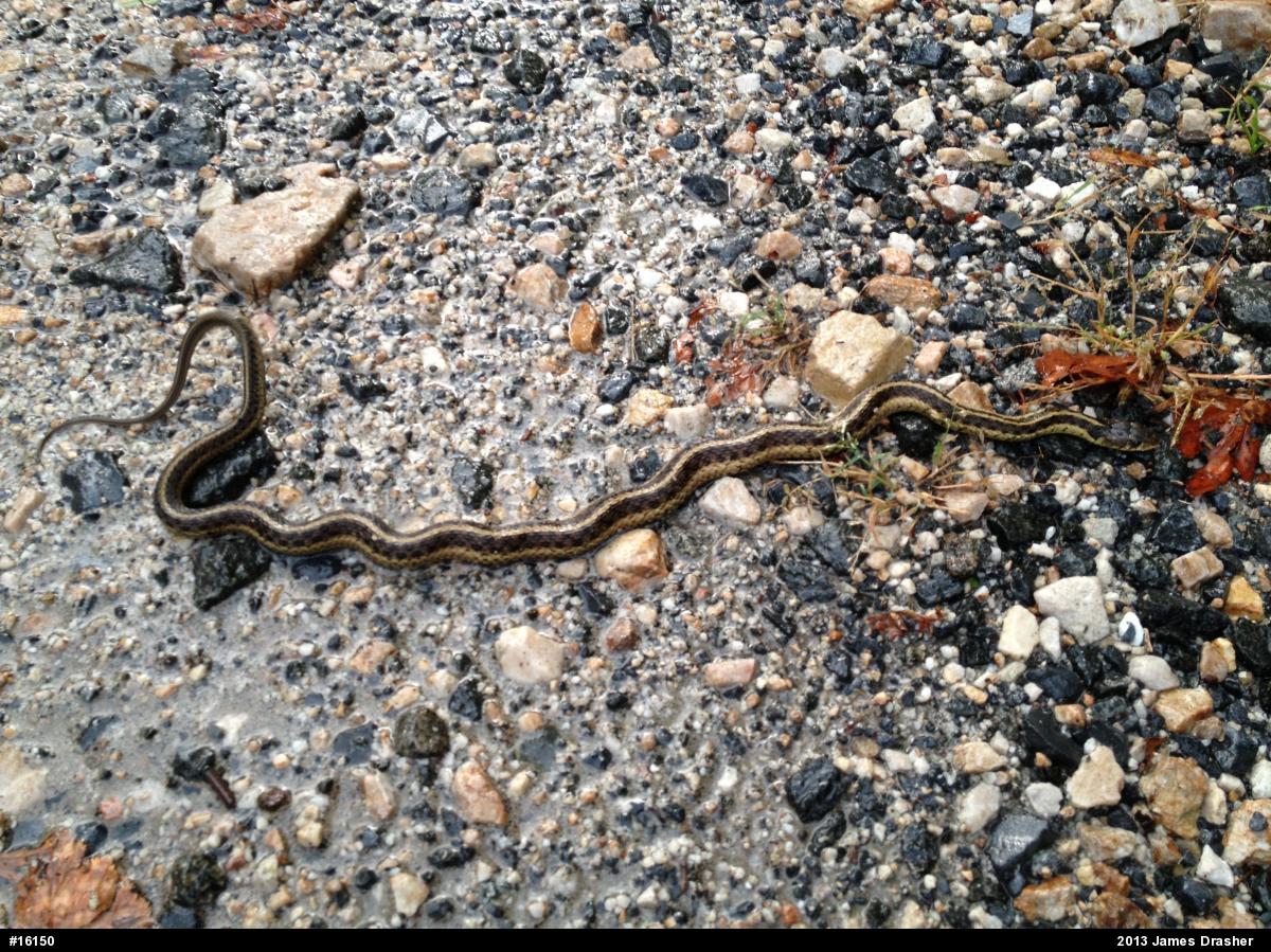 Eastern Gartersnake