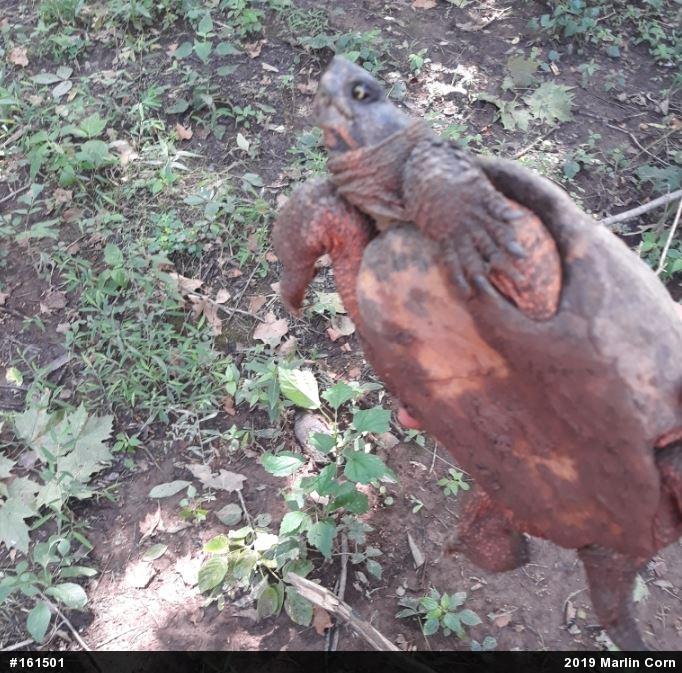 Wood Turtle
